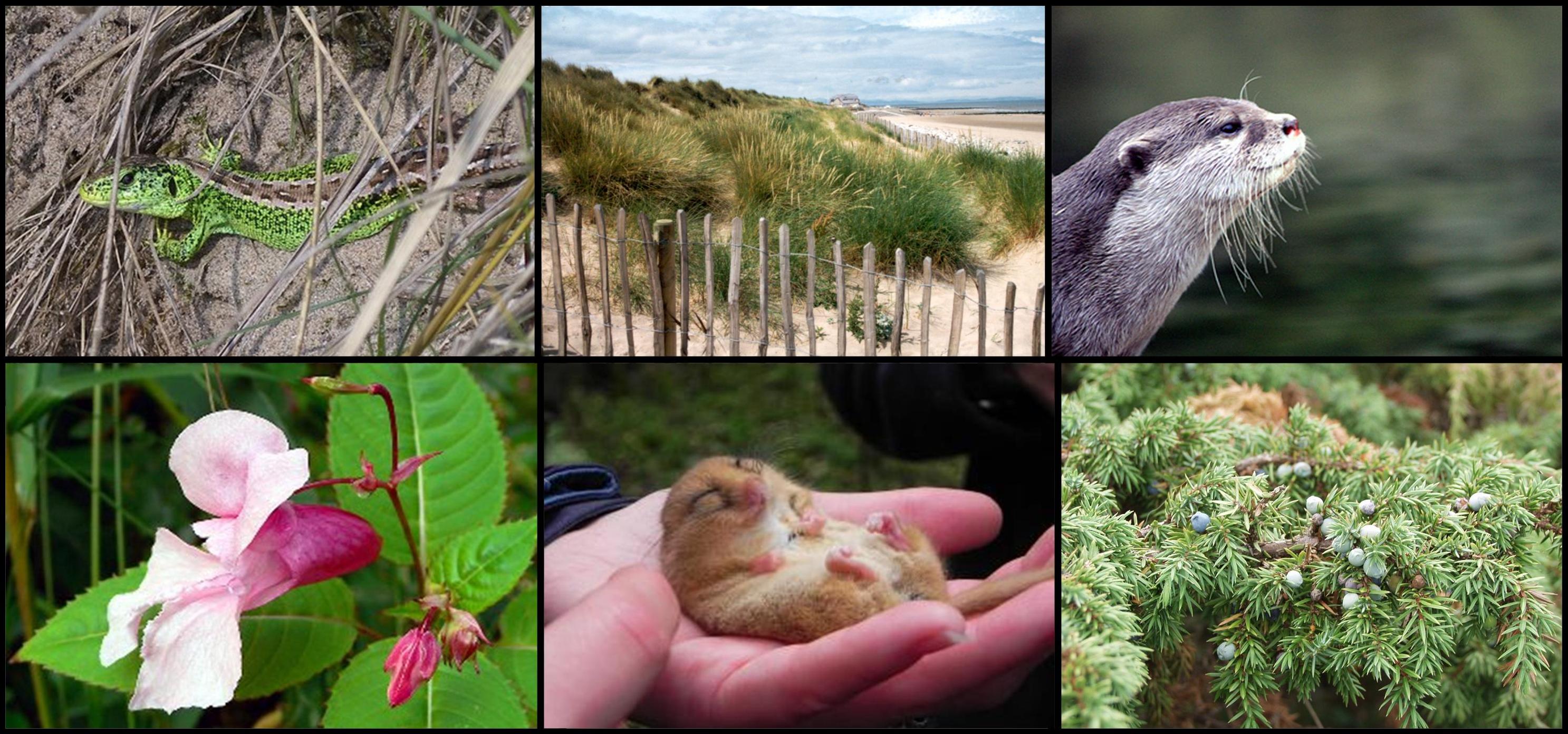 Clockwise from top left: sand lizard (Mick Brummage), Gronant dunes, otter, juniper (Sarah Bird), dormouse (Angela Smith), Himalayan balsam